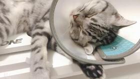 猫猫吃瓜娱乐圈,趣味横生的娱乐圈幕后故事